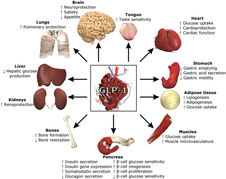 Functions of GLP-1 in the body